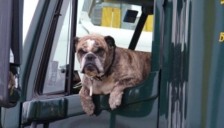Title - Dog in Green Truck